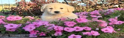 Golden Retriever dogs for sale: Winnie  - Ad 1