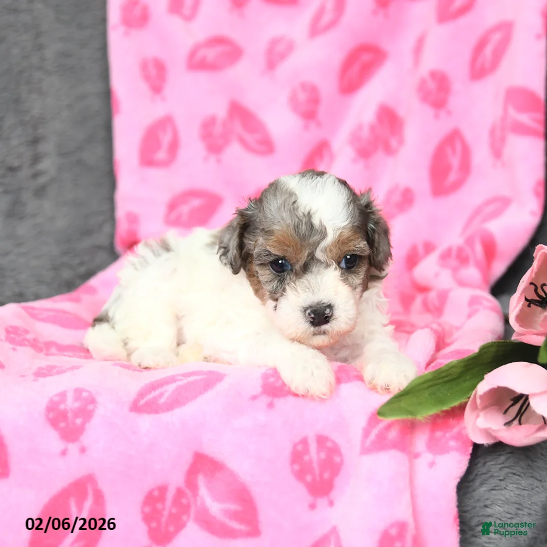 Bichpoo dogs for sale: Diamond - Ad 4