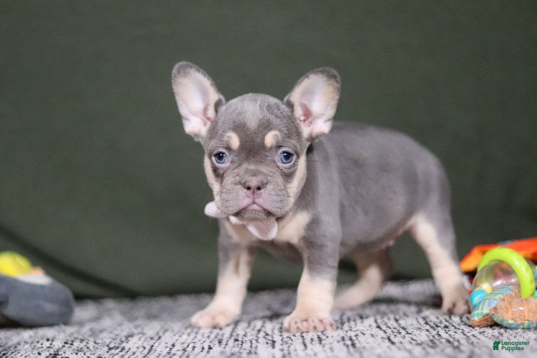French Bulldog dogs for sale: Pippa - Ad 6