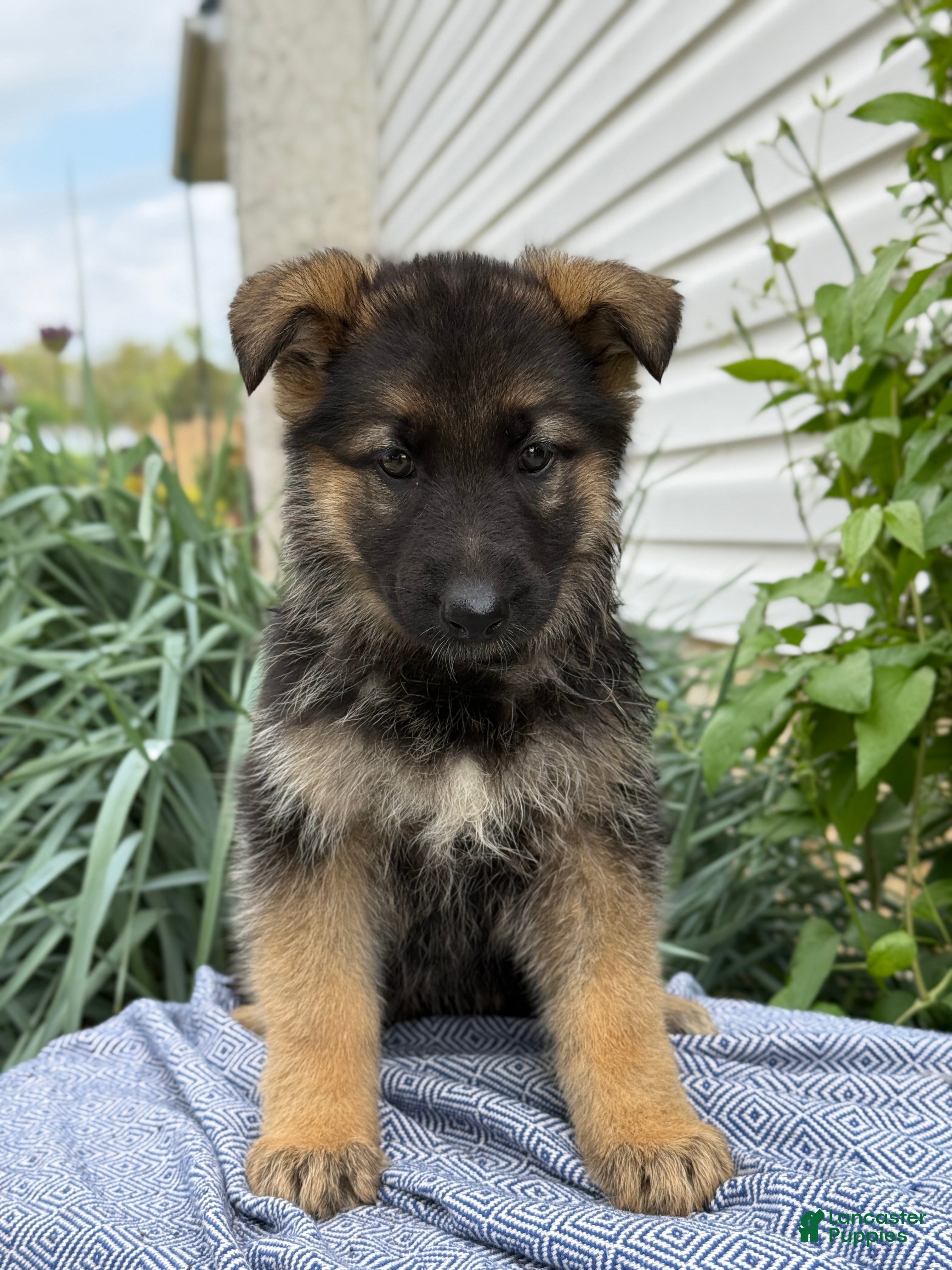 German Shepherd dogs Gemma - Ad 1