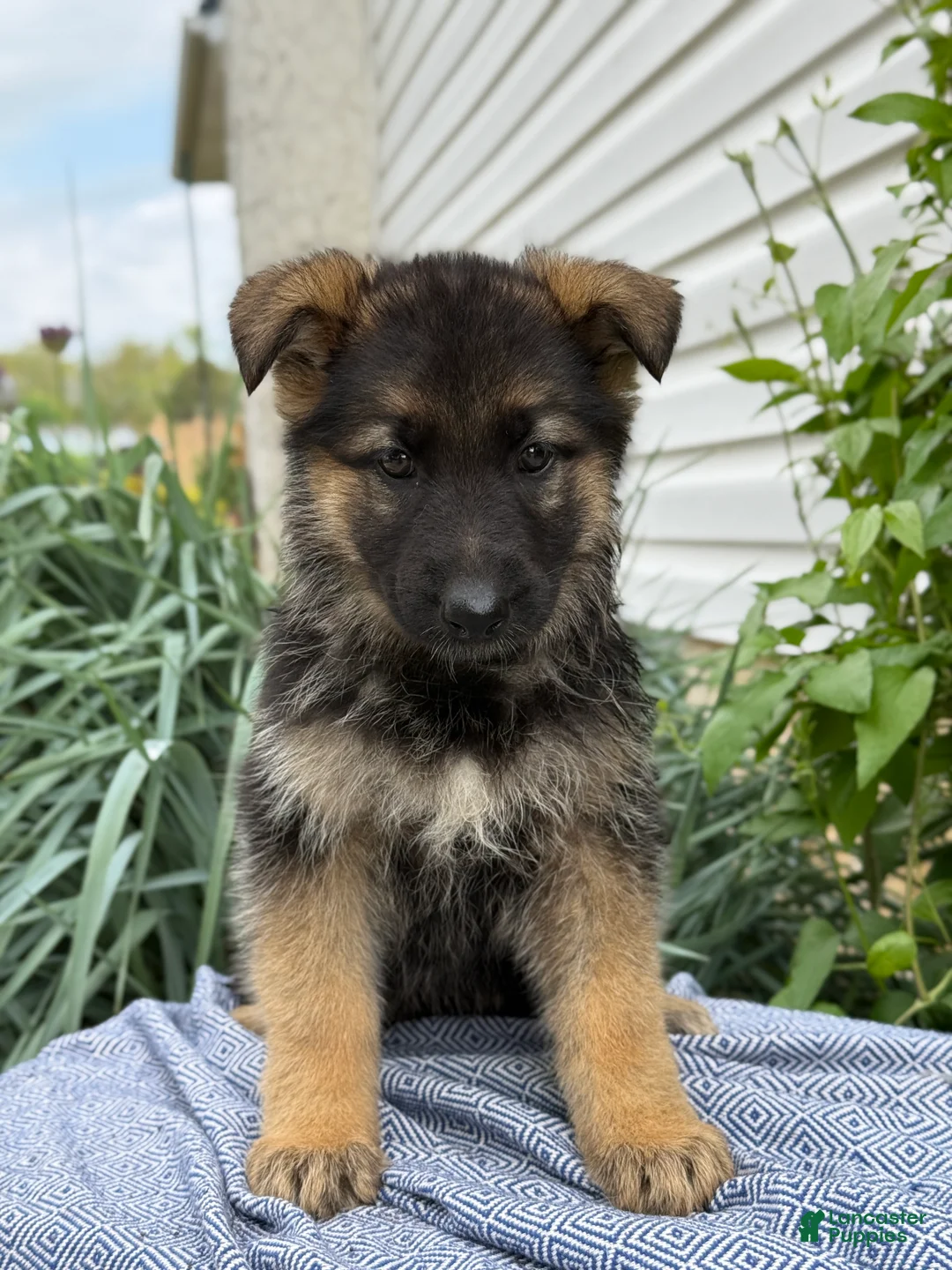 German Shepherd dogs for sale: Gemma - Ad 1