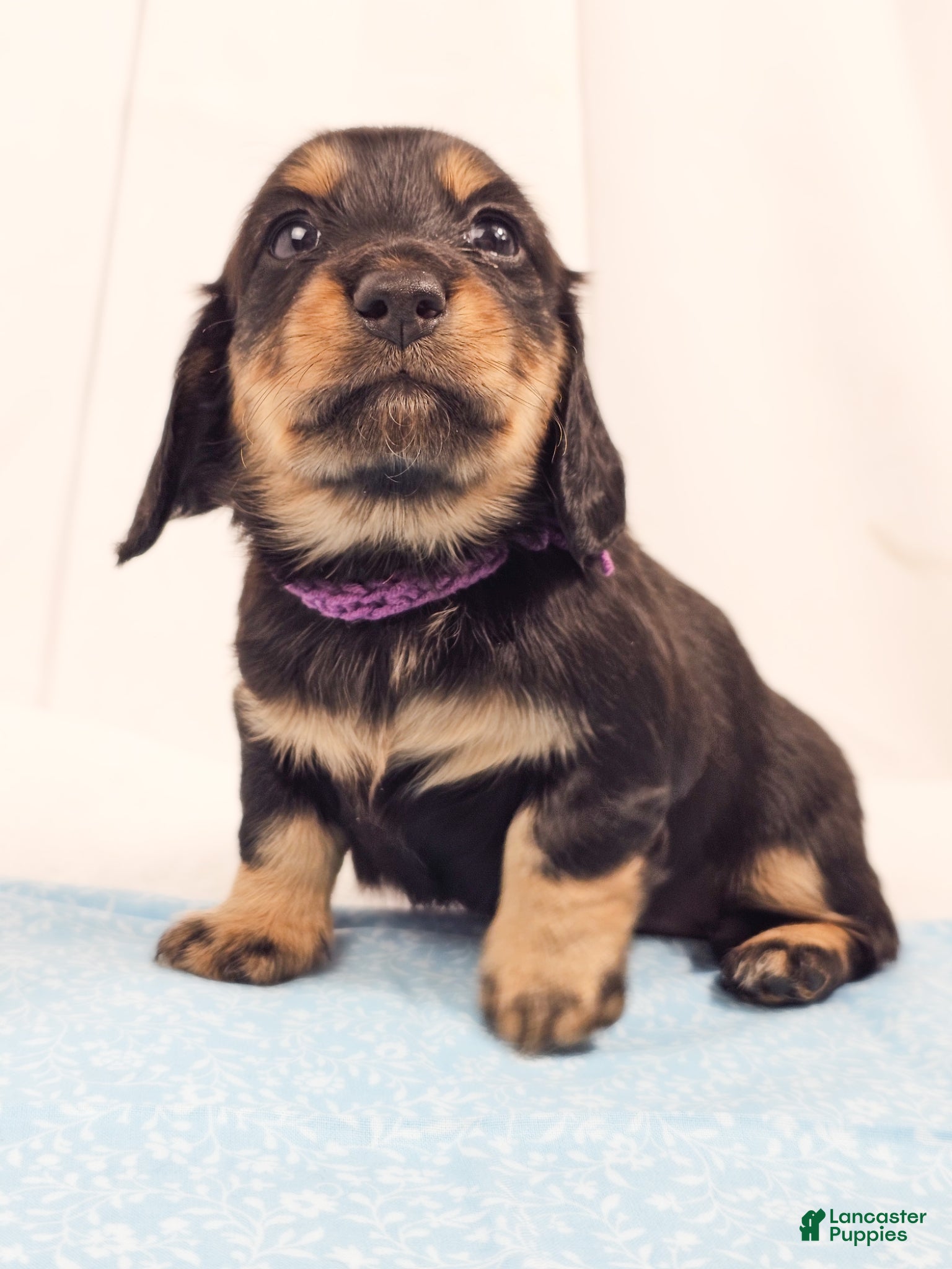 Miniature Dachshund dogs Shore - Ad 17