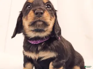 Miniature Dachshund dogs Shore - Ad 17