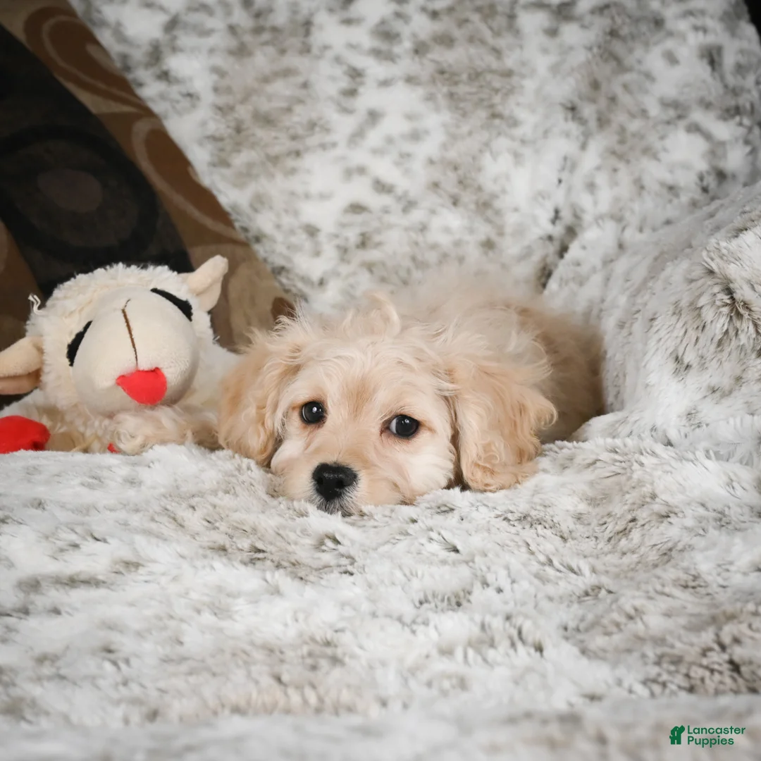 Cavapoo dogs for sale: Sammy - Ad 1