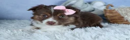Miniature Australian Shepherd dogs for sale: ELLIE - Ad 26