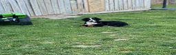 Bernese Mountain Dog dogs for sale: Bernese Mountain Dog 1 - Ad 5