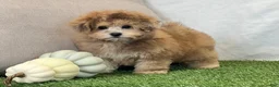 Bichpoo dogs for sale: Kona - Ad 6