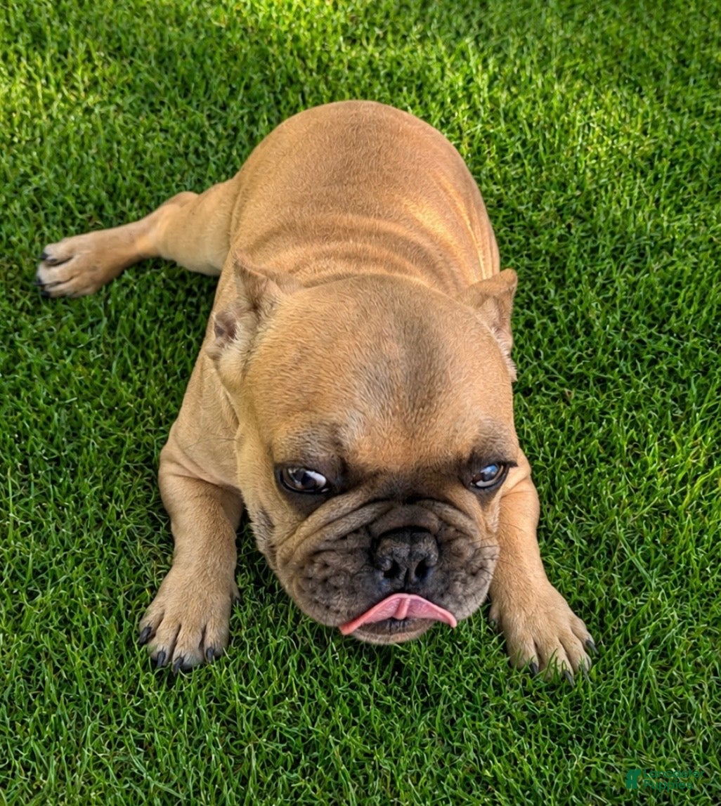 French Bulldog dogs Anna - Ad 2