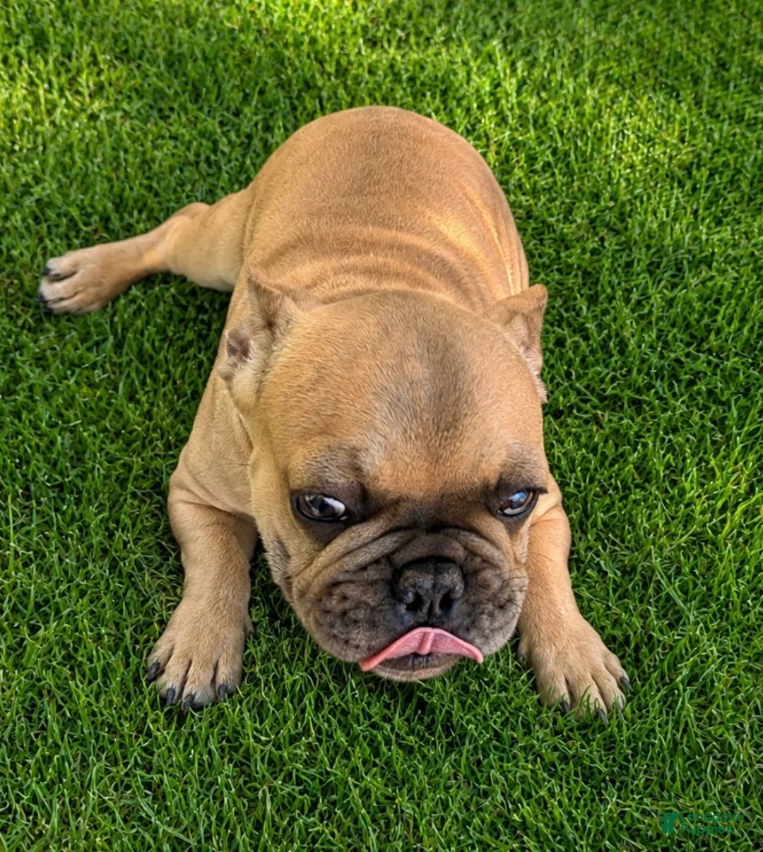 French Bulldog dogs for sale: Anna - Ad 2