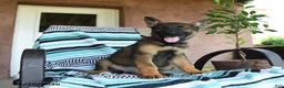 German Shepherd dogs for sale: Gretel - Ad 5