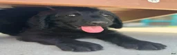 Labradoodle dogs for sale: Knox - Ad 2