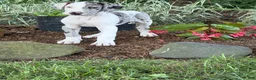 Great Dane dogs for sale: Patches Great Dane  - Ad 10