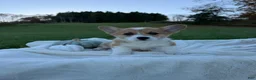 Welsh Corgi Pembroke dogs for sale: Logan - Ad 3