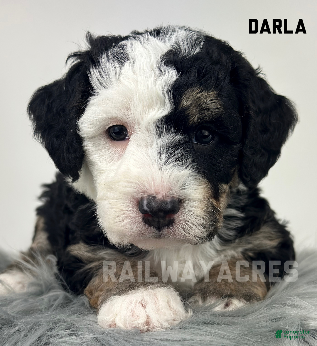 Mini Bernedoodle dogs for sale: Darla - Ad 1