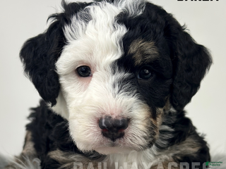 Mini Bernedoodle dogs Darla - Ad 16
