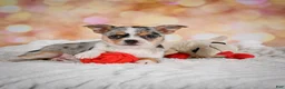 Chihuahua dogs for sale: Beatrix - Ad 4