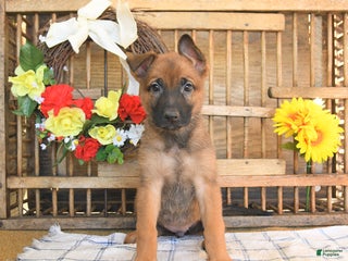 Mixed Breed dogs - Ad 33