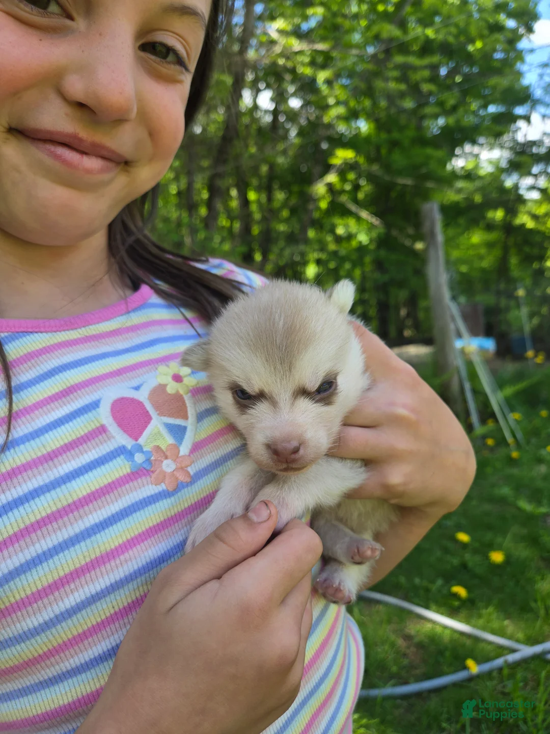 Pomsky dogs for sale: Pomsky Puppy 3 - Ad 1