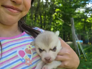 Pomsky dogs Pomsky Puppy 3 - Ad 3