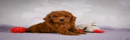 Miniature Poodle dogs for sale: Rocco - Ad 2
