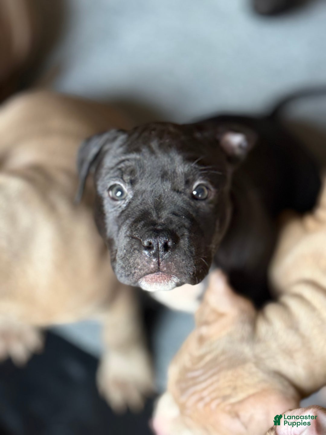 American Bully dogs for sale: Bella  - Ad 2