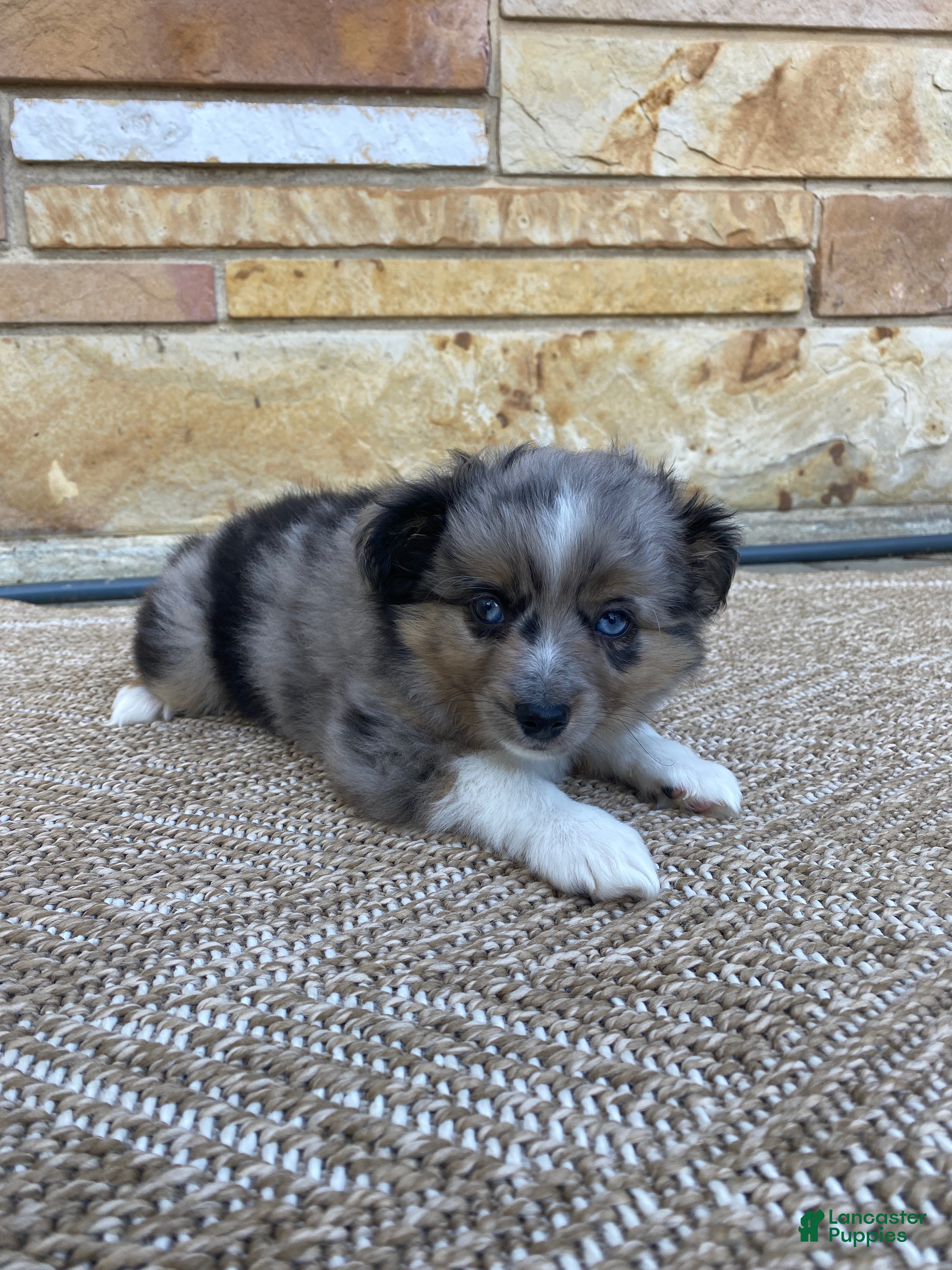 Toy Australian Shepherd dogs Cruz - Ad 6