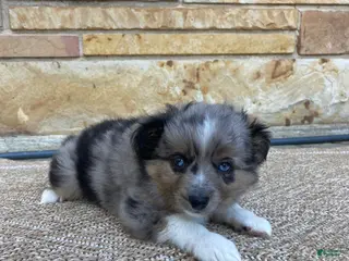 Toy Australian Shepherd dogs Cruz - Ad 11