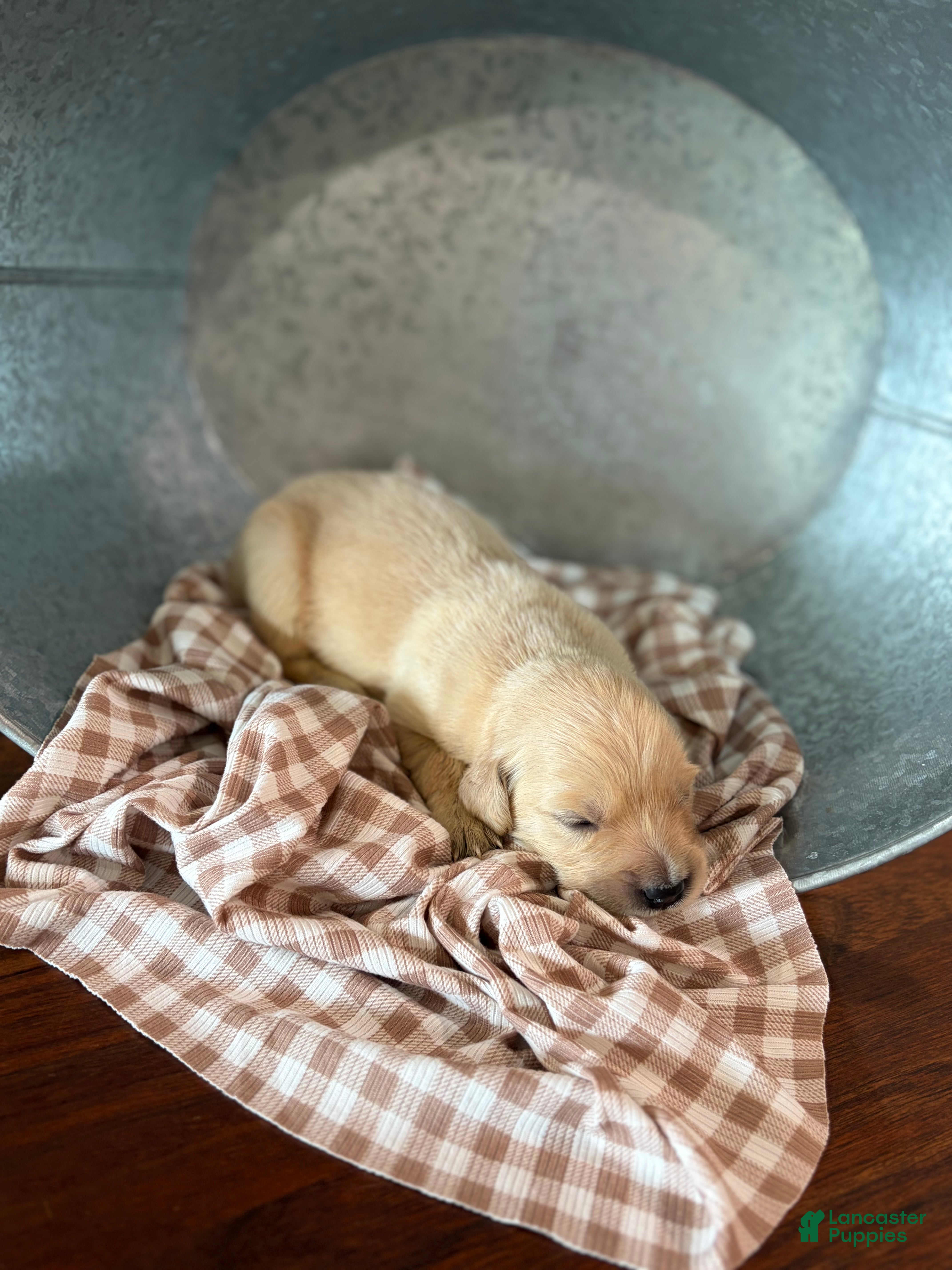 Golden Retriever dogs Golden Retriever 9 - Ad 1