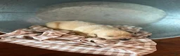 Golden Retriever dogs for sale: Golden Retriever 9 - Ad 1