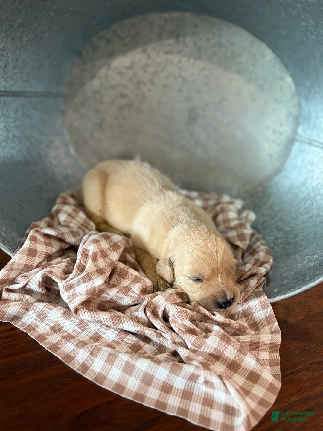Golden Retriever dogs for sale: Golden Retriever 9 - Ad 1