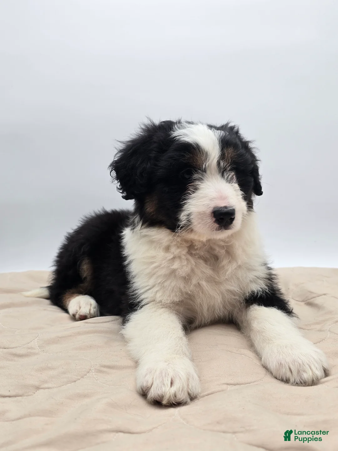 Aussiedoodle dogs for sale: Jude - Ad 1