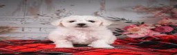 Bichon Frise dogs for sale: AKC-Maisy - Ad 4