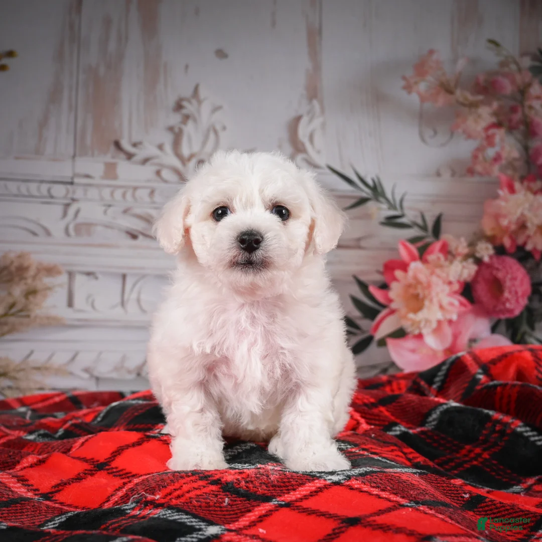 Bichon Frise dogs for sale: AKC-Maisy - Ad 4