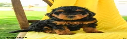 Mini Bernedoodle dogs for sale: Chloe - Ad 4