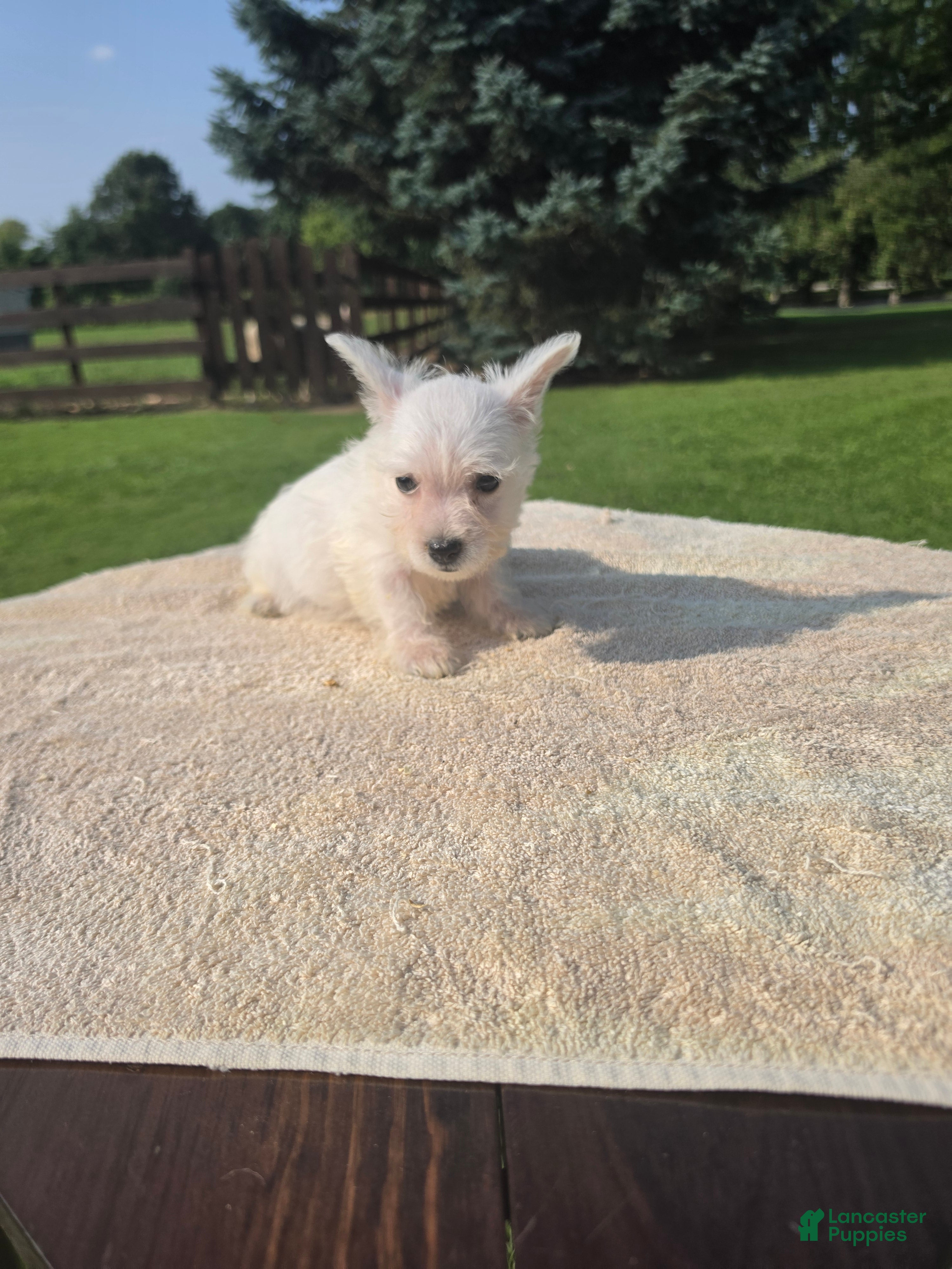 West Highland Terrier dogs West Highland female 2 - Ad 22