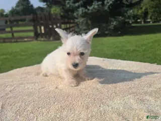 West Highland Terrier dogs West Highland female 2 - Ad 23