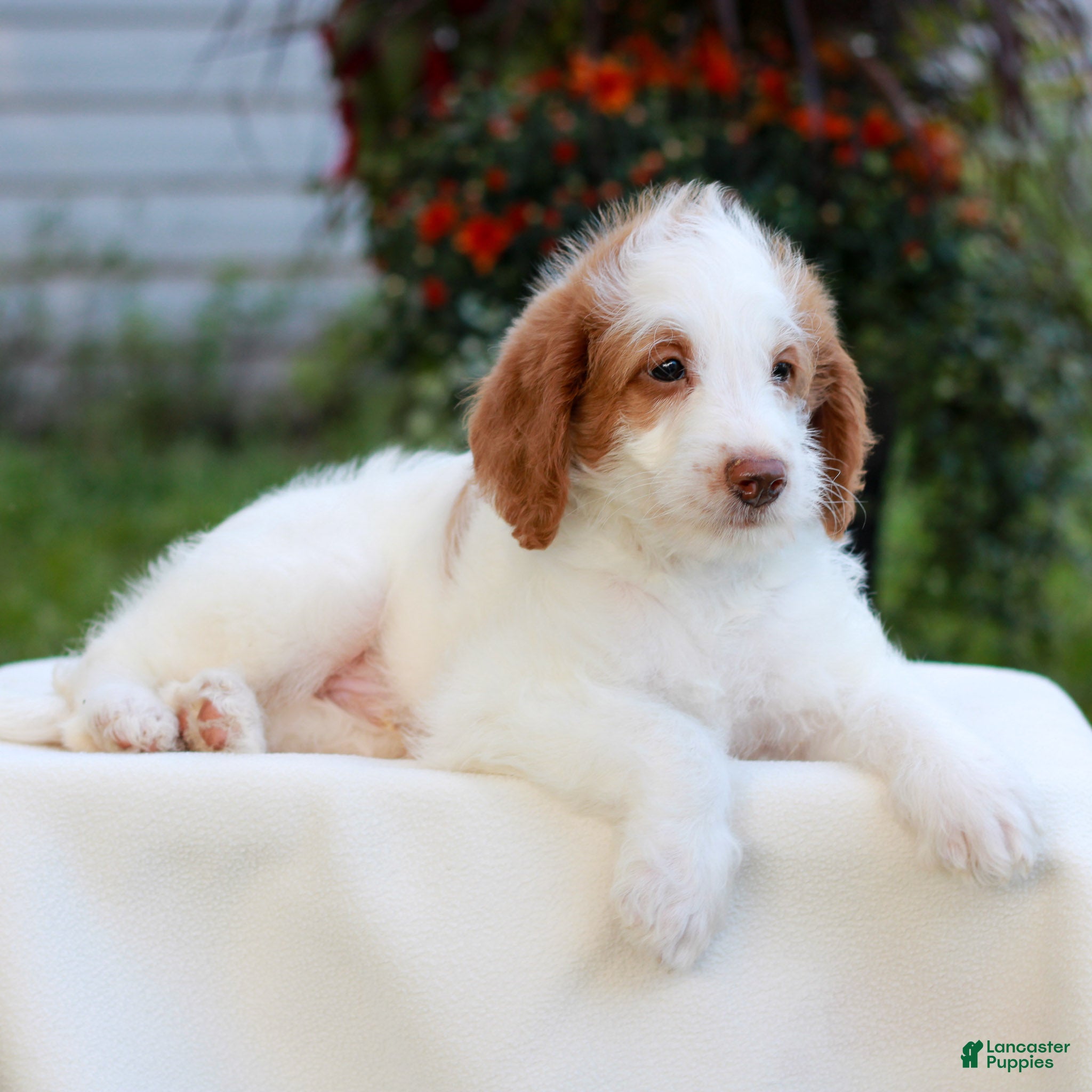 Miniature Labradoodle dogs Dallas  - Ad 2
