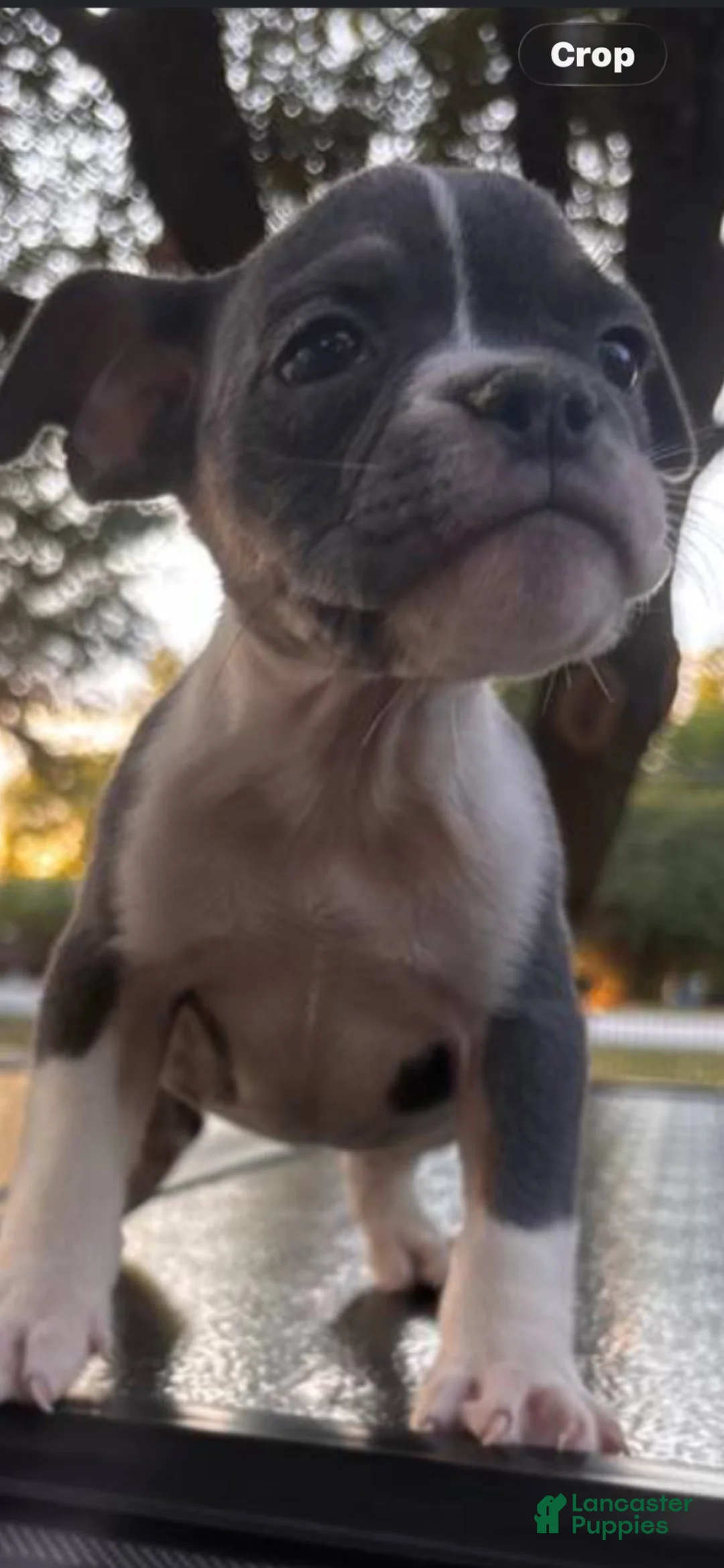 Olde English Bulldogge dogs for sale: Olde English Bulldogge 1 - Ad 2