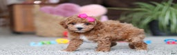 Cavapoo dogs for sale: Allie - Ad 5