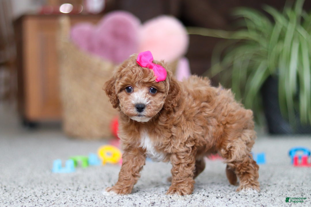 Cavapoo dogs for sale: Allie - Ad 5