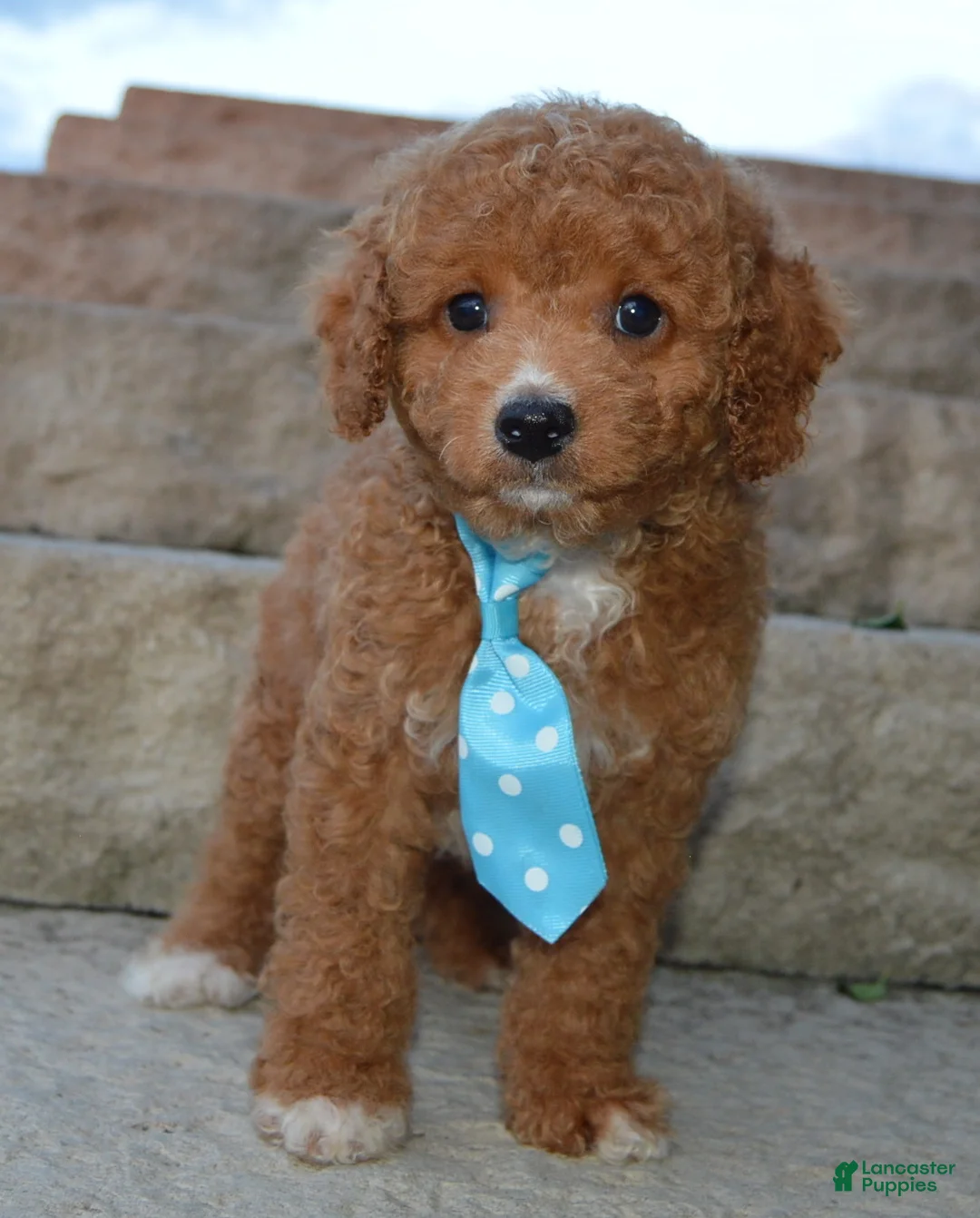 Cavapoo dogs for sale: Caesar - Ad 1
