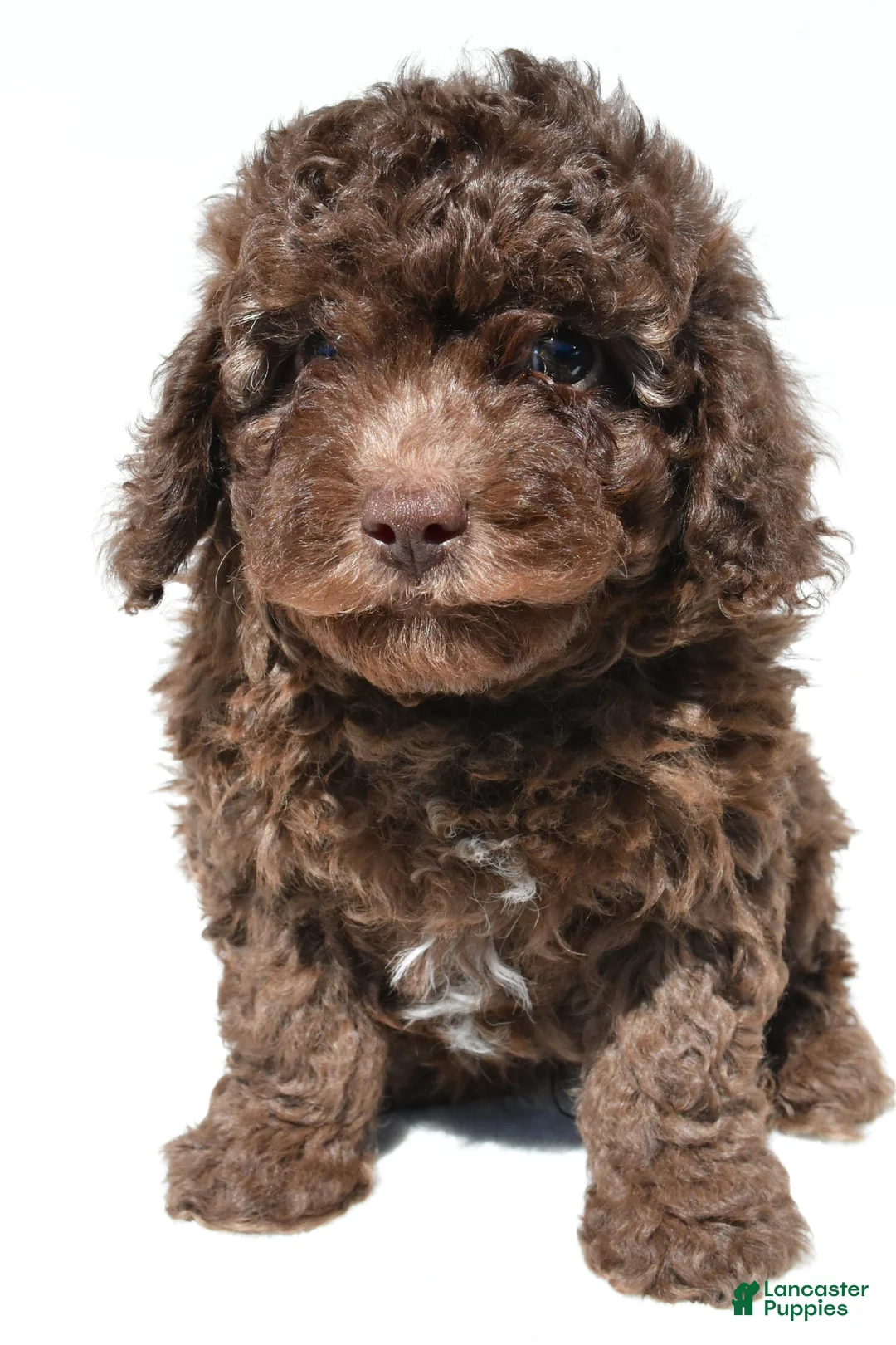 Miniature Poodle dogs for sale: Marco - Ad 6