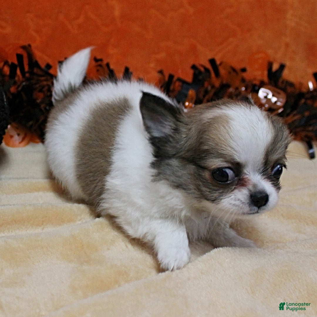 Chihuahua Puppies for sale in Castle Hayne, North Carolina