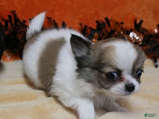 Chihuahua dogs AKC Hela's White w/Sable Spots Male 3 - Ad 40