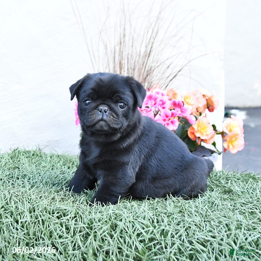 Pug dogs Paddy - Ad 2