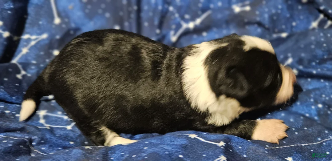 Border Collie dogs for sale: Kumba (Call-Text) - Ad 16