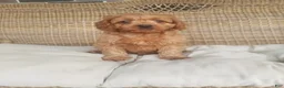 Cavapoo dogs for sale: Skye - Ad 10