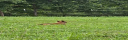 Belgian Malinois dogs for sale: Belgian Malinois 6 PURPLE  - Ad 3