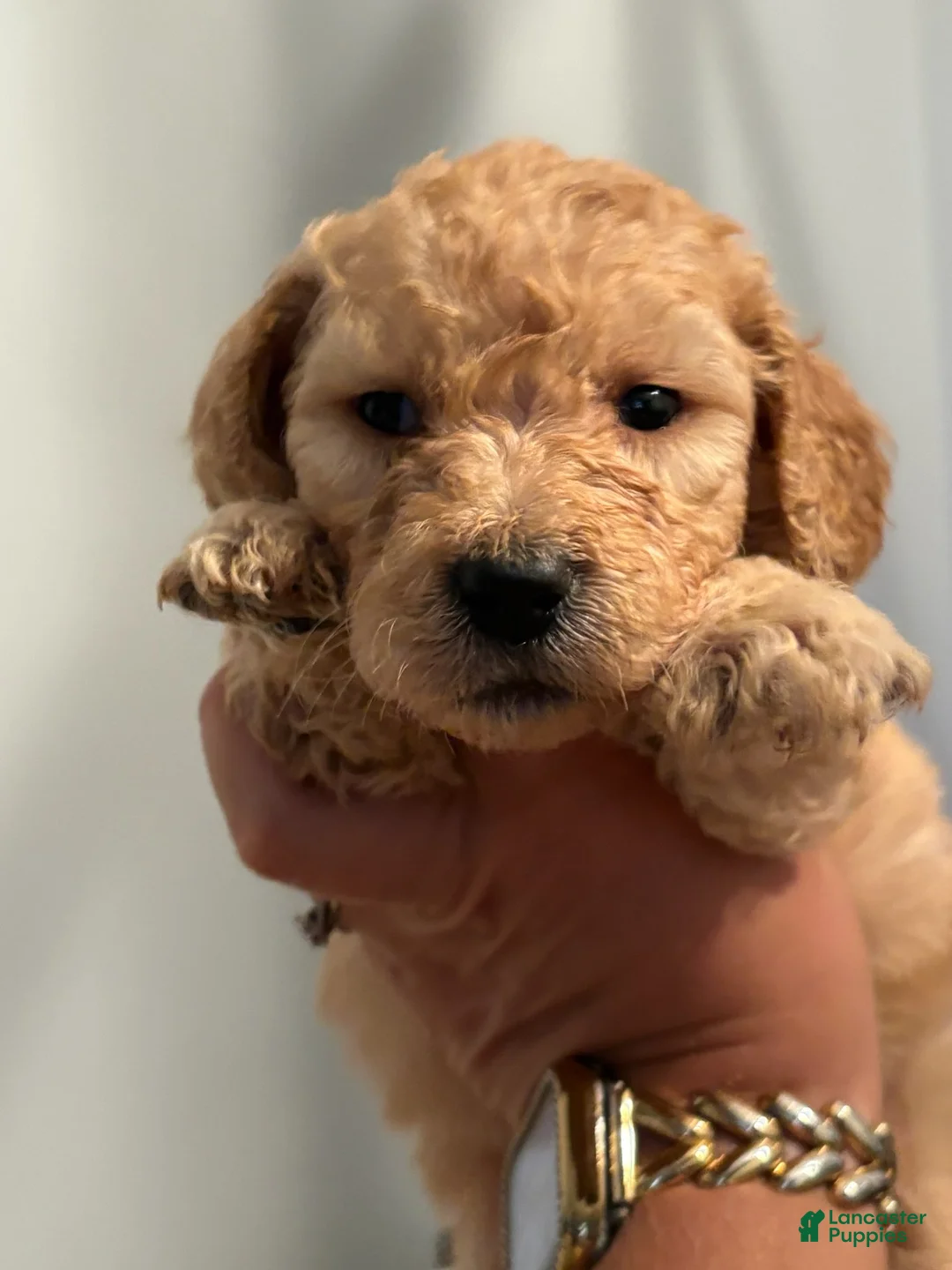 Goldendoodle dogs for sale: Brown Girl - Ad 2