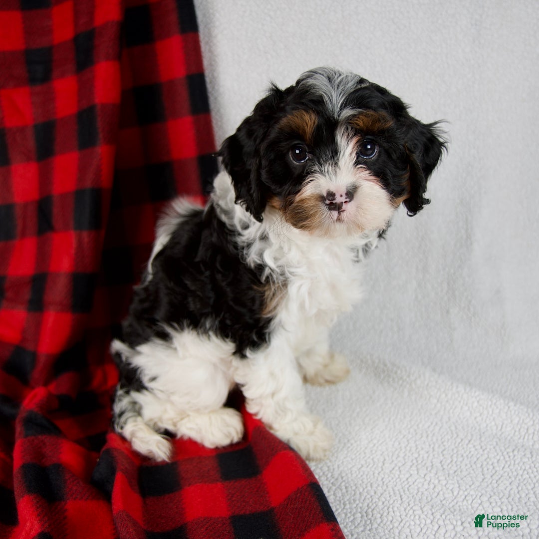 Cavapoo dogs for sale: Evie - Ad 5